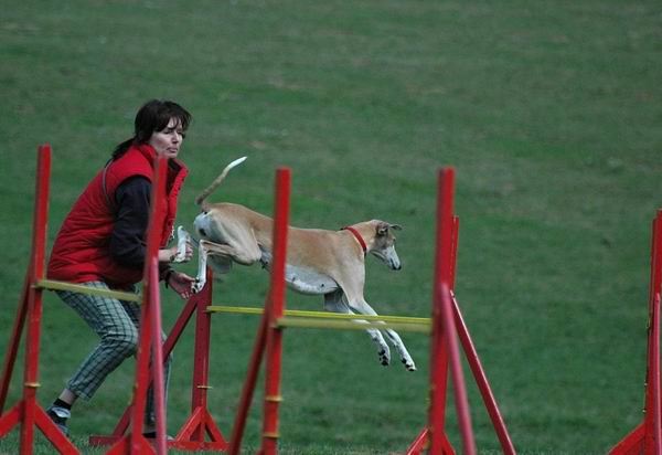 agility trenink (1).JPG