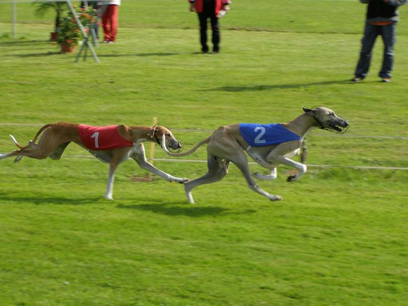 ME Belgie 2007.jpg