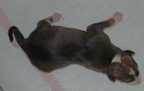female n.1, 580 g.jpg